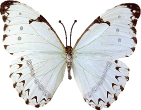 Résultat d’images pour gif papillon